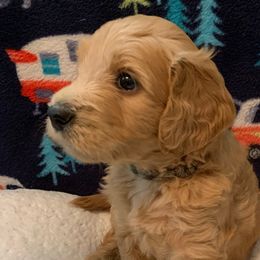 Boy 3 Camo Collar - Apricot Goldendoodle puppy in Spring, Texas from Spring Doodles