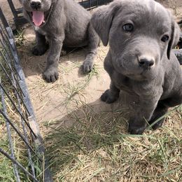 Cane Corso and Lowchen Puppies from High Royal Kennel