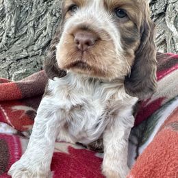 Angel - Liver white and roan female English Springer Spaniel puppy in Livingston, Montana from Yellowstone Springers