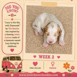 Lucy - Cream female Goldendoodle puppy in Frostproof, Florida from Lover Dover Doodles