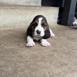 Light blue collar- Pedro - Red and white male Basset Hound puppy in Park City, Kansas from Stegmans Basset Hounds