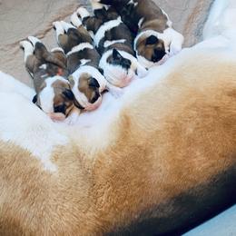 Puppy 4 - Brown and white female Saint Bernard puppy in Connecticut from Still River Saints