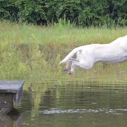 Labrador Retrievers from Texas Pride Labradors