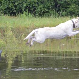 Labrador Retrievers from Texas Pride Labradors