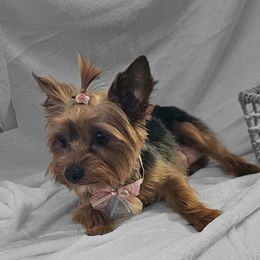 Beagles and Yorkshire Terriers from Kimberly Dixon