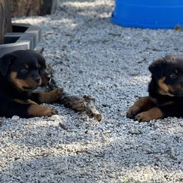 Rottweiler Puppies from Cross Creek Rottweilers