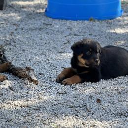 Rottweiler Puppies from Cross Creek Rottweilers
