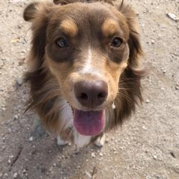 Scarlett - Australian Shepherd