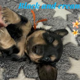 Tobby - Black and cream male Dachshund puppy in Kissimmee, Florida from Dazzling Frenchies and Doxies