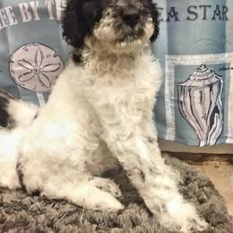Australian Labradoodle and Poodle Puppies from Oodles of Doodles and some Poodles