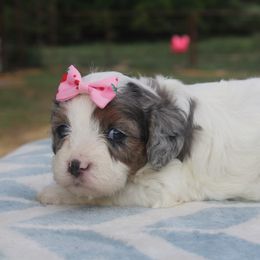 Aussiedoodle, Cavalier King Charles Spaniel, Cavapoo, and Labradoodle Puppies from McDoodles of Texas LLC