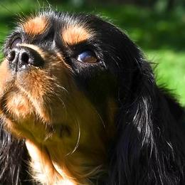 Mocha - Cavalier King Charles Spaniel