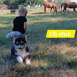 Uh-Huh Little Rascals - Black and tan male Pembroke Welsh Corgi puppy in Redfield, Kansas from Owenby's Corgi's