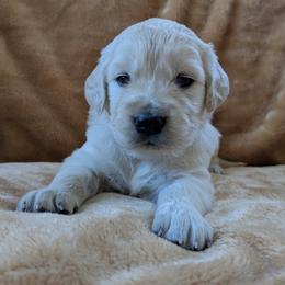 Yellow Female - Light golden female Golden Retriever puppy in Roseburg, Oregon from Unbound Goldens