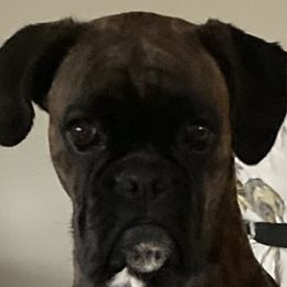 Aggie - Boxer