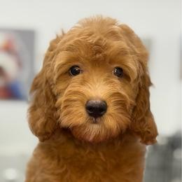 Zara - Apricot female Goldendoodle puppy in Yuciapa, California from AlltheDoodlez_