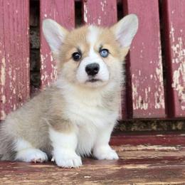Trixie - Red female Pembroke Welsh Corgi puppy in Anton, Texas from X Bar's Lil Legs of Texas