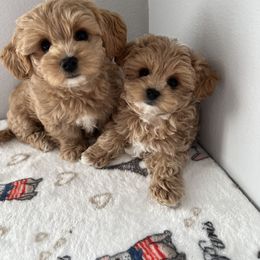 Maltipoo puppies from Joyful Pups