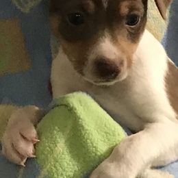 Rat Terriers from Aces High