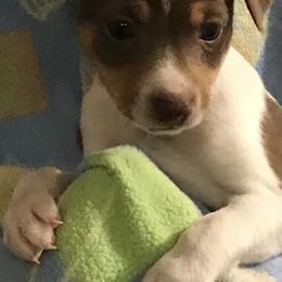 Rat Terriers from Aces High