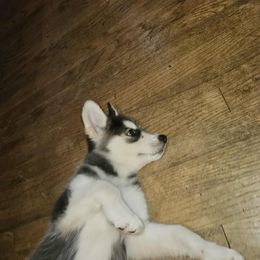 Siberian Husky Puppies from Jackson's Siberians