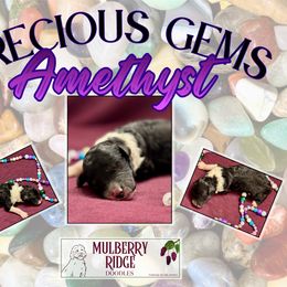 Girl 1 - female Sheepadoodle puppy in Tahlequah, Oklahoma from Mulberry Ridge Doodles