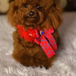 London - Poodle