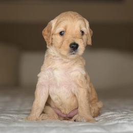 Puppy 5-GREEN Collar (GIRL) - Cream female Goldendoodle puppy in Portland, Oregon from Smith Family Doodles