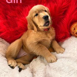 Golden Retriever Puppies from American True Golden retriever