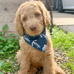 Goldendoodle Puppies from Lundee Doodles