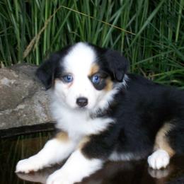 Reese - Black tri female Miniature American Shepherd puppy in Atwood, Illinois from Buck-Run Puppies