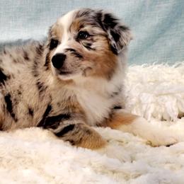 Australian Shepherd Puppies from Winsome Aussies