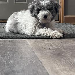 Goldendoodle Puppies from Schaefer Acres Doodles and Shepherds