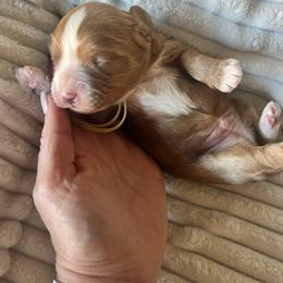 Cavapoo puppies from West Cobb Dogs