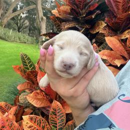Olaf - Cream male Dachshund puppy in Pierson, Florida from Paige’s Mini Dachshunds