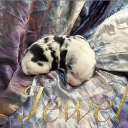 Jewel (with tail) - Blue merle female Miniature American Shepherd puppy in Olympia, Washington from Shamayim Shepherds