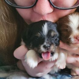 Pomeranian puppies from Pawsome Poms
