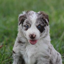 Brave - Red merle male Border Collie puppy in Tylertown, Mississippi from Cool Meadow Farms