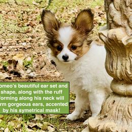 Boy 2 - male Papillon puppy in Jamestown, California from PapillonPups