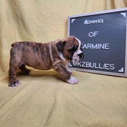 Carmine - Fawn brindle and white female Bulldog puppy in Hillsdale County, Michigan from KZ Bullies LLC