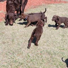Chesapeake Bay Retrievers from Andrea Smith
