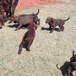 Chesapeake Bay Retrievers from Andrea Smith