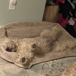 Sandy - Soft Coated Wheaten Terrier