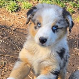 Eve - Blue merle female Miniature Australian Shepherd puppy in Crestline, California from Haugen's Minis