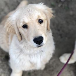 Golden Retriever Puppies from OPK Goldens