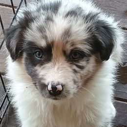 Girl 1 - Blue merle female Australian Shepherd puppy in Woodbridge, Connecticut from Somewhere in Thyme Aussies