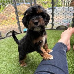 Merlot - Black white and tan male Cockapoo puppy in Williamston, South Carolina from Sassy Bob’s Dogs