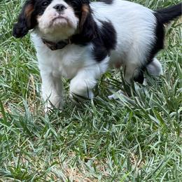 Trusty - Black white and tan male English Toy Spaniel puppy in Pennsylvania from Enchanting Charlies