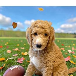 Chase - Apricot male Poodle puppy in Ocala, Florida from Happy Hill Poodle
