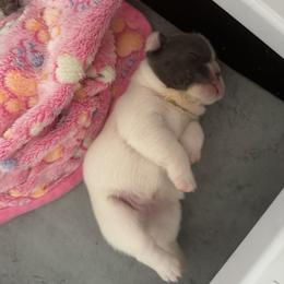 Girl 1 - female French Bulldog puppy in Norwalk, Ohio from The Frenchie Ravine Connection LLC